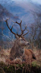 Red Stag