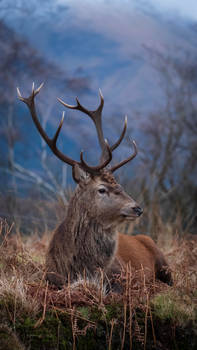 Red Stag