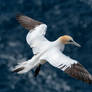 Gannet,Hermaness.