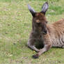 Kangaroo