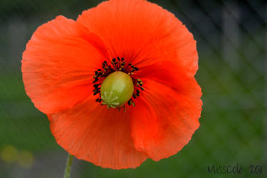 Poppy