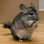 chinchilla