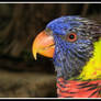 Lorikeet 1