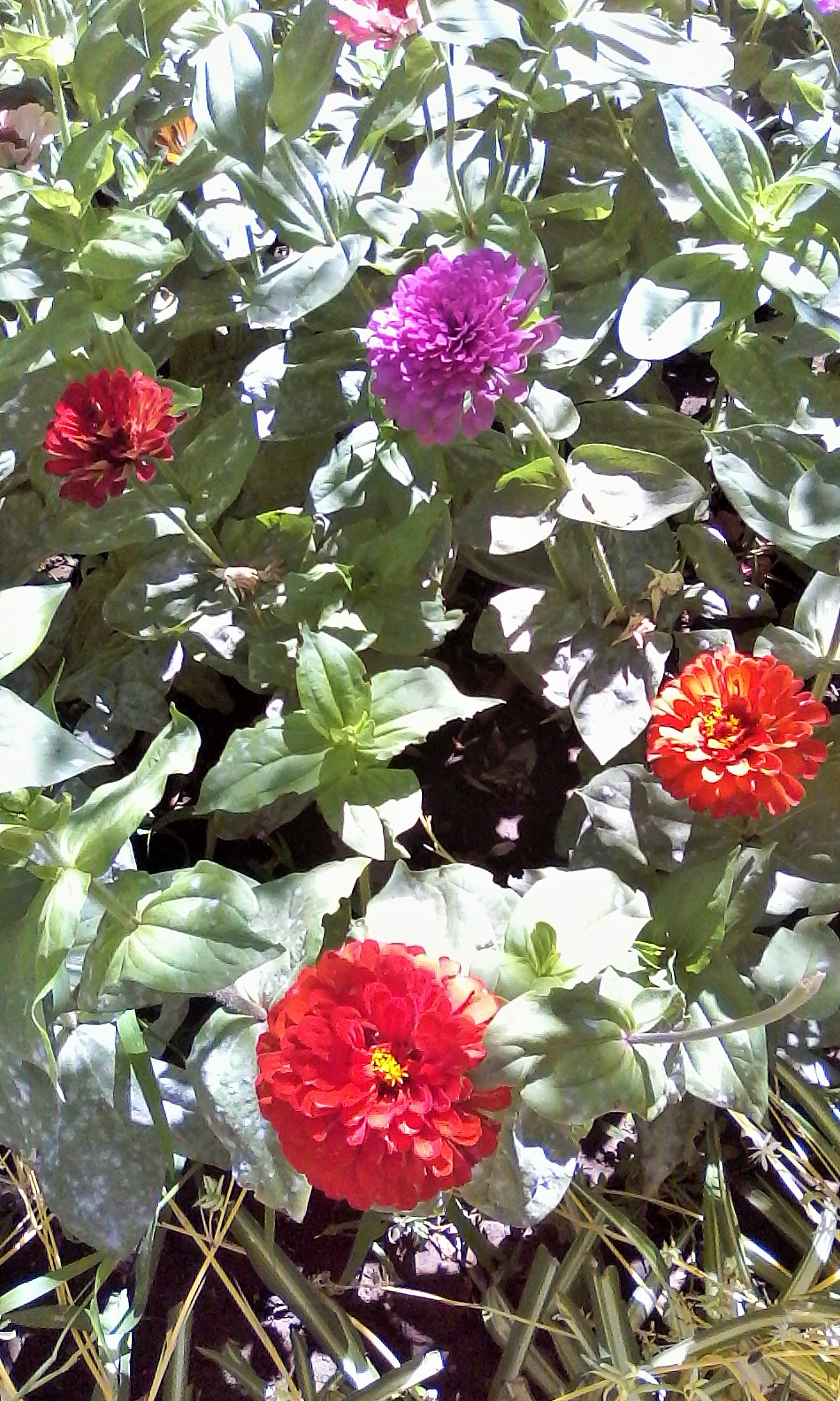 Four flowers in Tavira