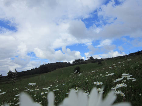 white and blue