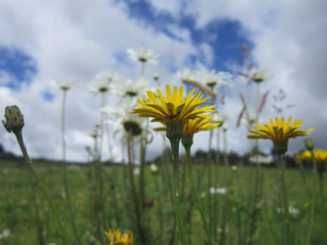 ::flower field::