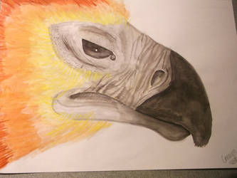 Fawkes - Harry Potter