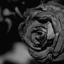 Roses are black.