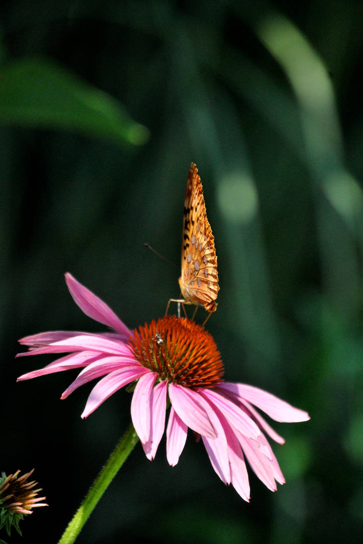 Perched Precariously