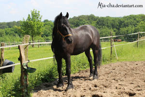 Frisian Horse 11 by Mia-cha