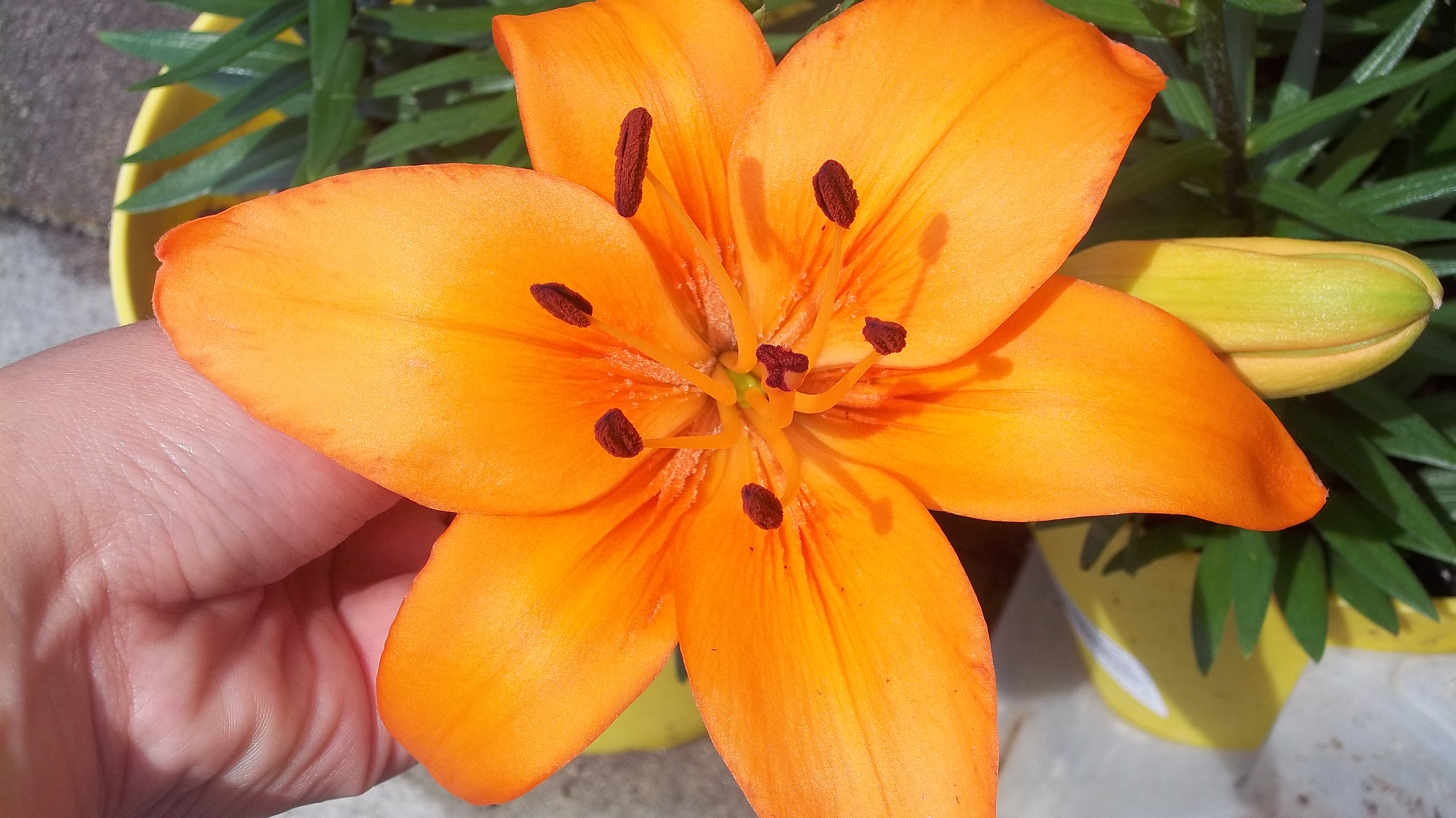 Asiatic Lily