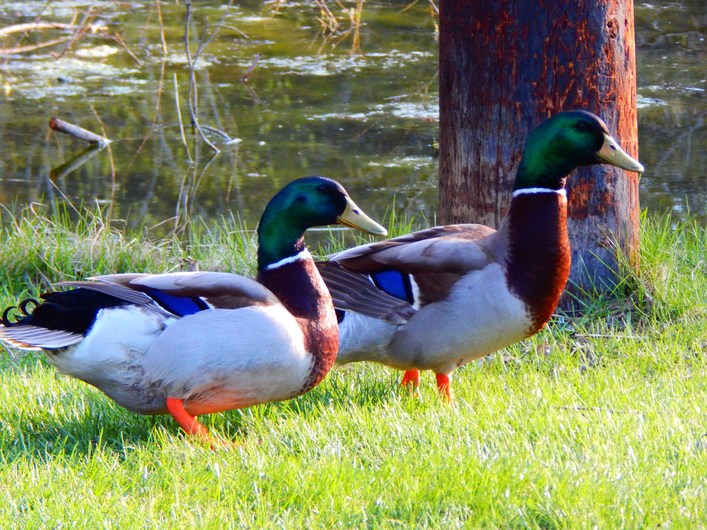 Duckie Duo