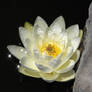 Water Lily