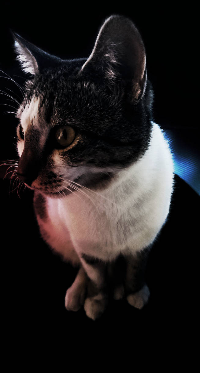 Devib Rue Cat my cat by The-DrEviL on DeviantArt