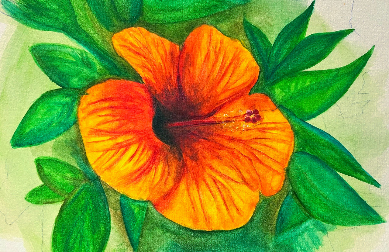 Hawaiian Hibiscus