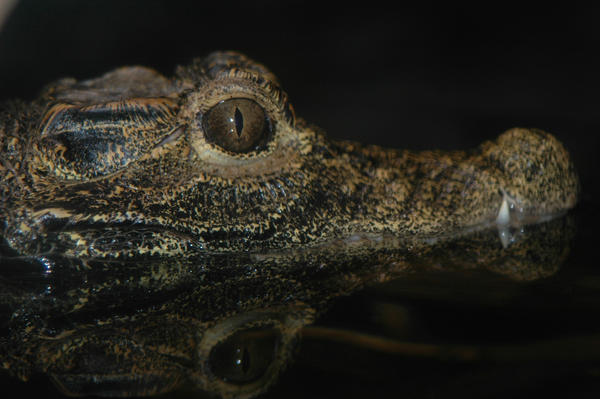 alligator reflection