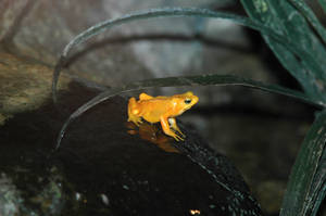 yellow dart frog