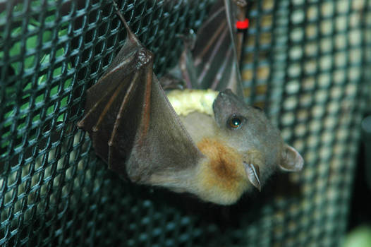 bat