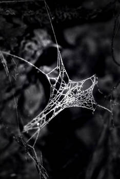 spiderweb