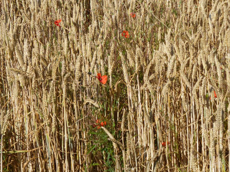 Remembrance Day Reflection (2018)