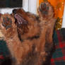 Airedale 08