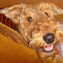 Airedale 11