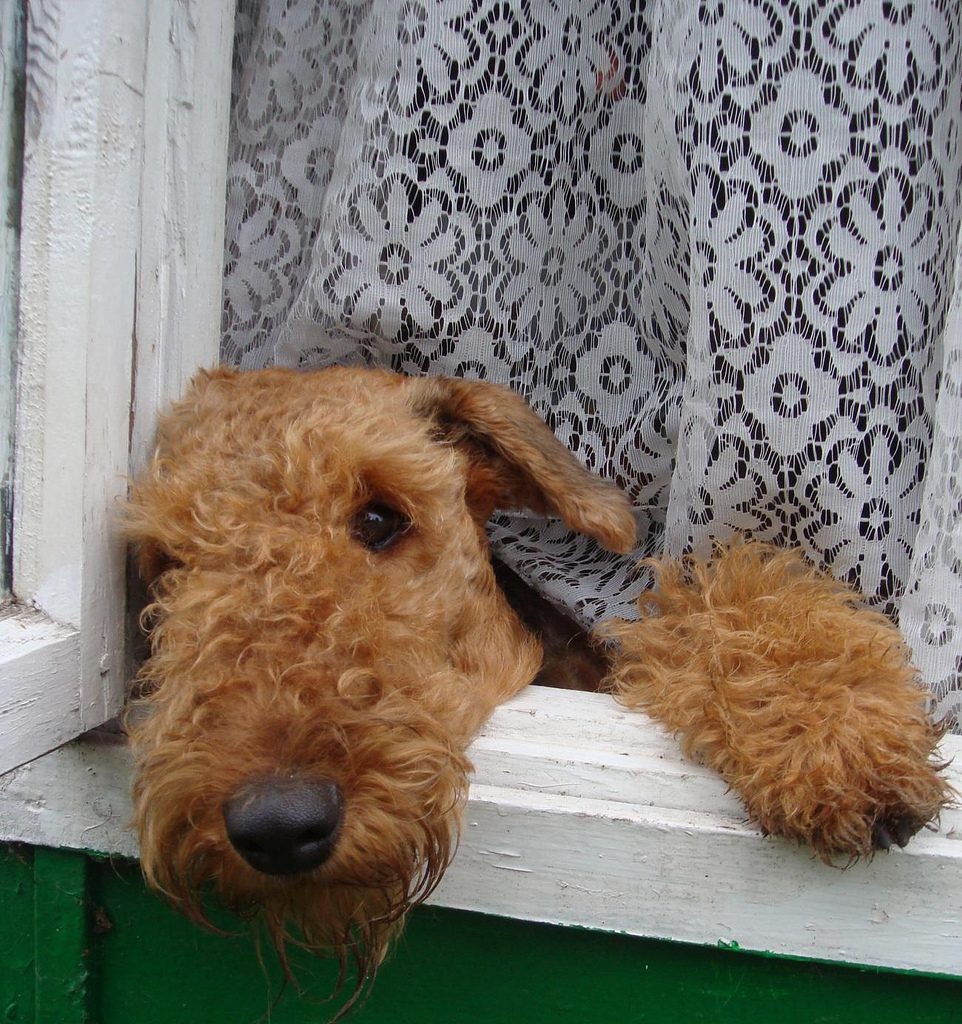 Airedale 20