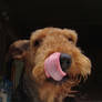 Airedale 28