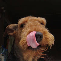 Airedale 28