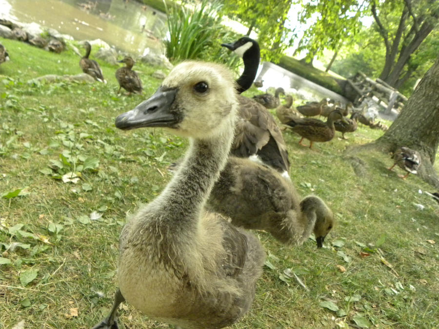 Stinking Duck Stinky Duck Faces by Toxin2345 on DeviantArt