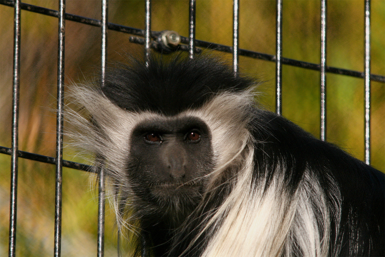 Zoo 2006 - 2