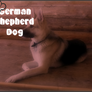 German Shepard Dog