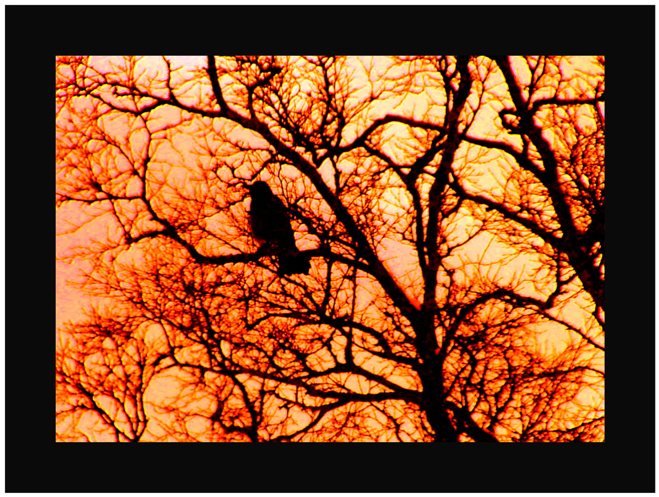 Lonely Crow Orange