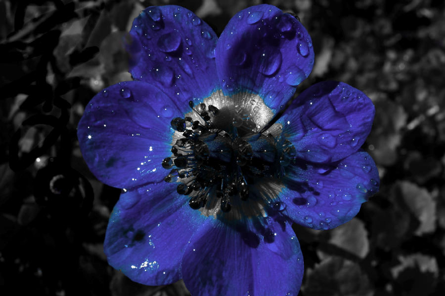 blue flower