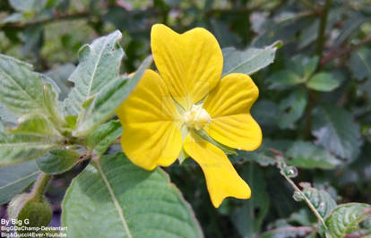 Ludwigia Flower Plant