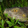 Iguana at Night Close up