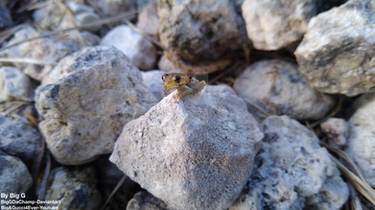 Juvenile Cuban Tree Frog