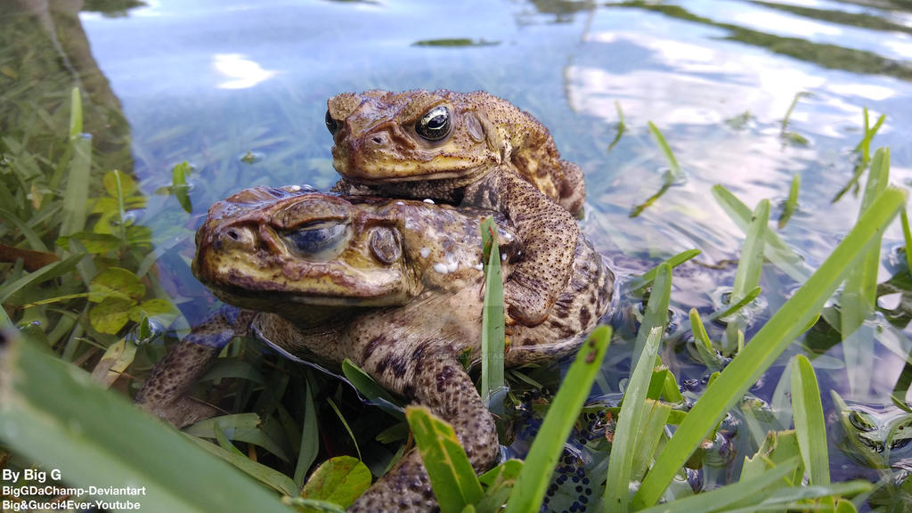 Cane Toads Mating by BigGDaChamp on DeviantArt