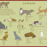 Breeds of Cats