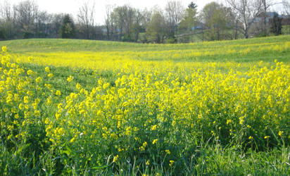 Fields of Gold