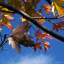 Leaves and the sky