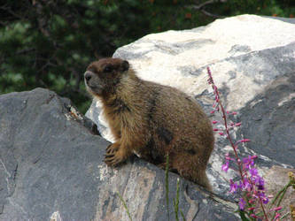 Posing Marmot by bunny322