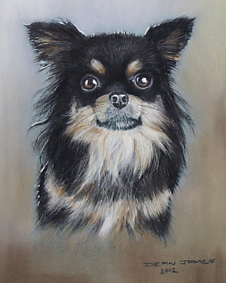 Long Haired  Chihuahua