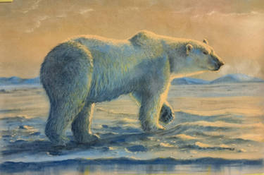 Polar bear