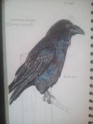 Common Raven