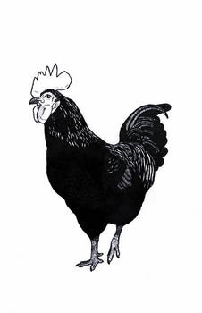 Black Australorp