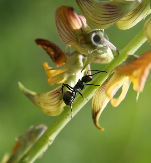 bugs and dragonfly