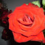 Scarlet Rose