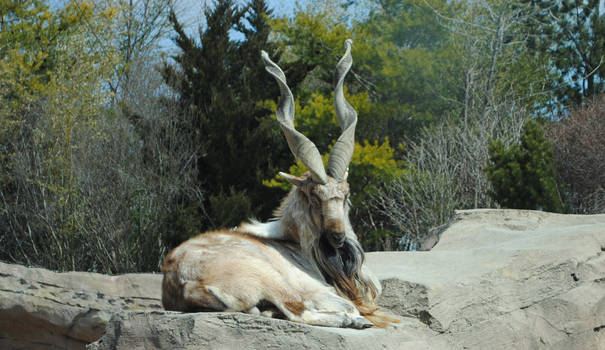 Markhor