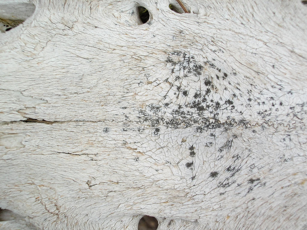 Bone Texture 001 by RazorbackMoth-Stock Bone Texture 001 by RazorbackMoth-Stock